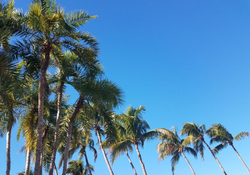 Palm Trees in Naples, Florida